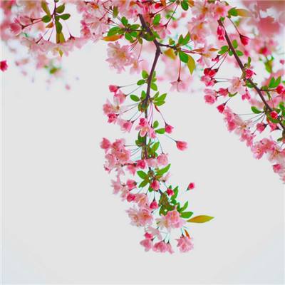 群英三国手游果盘版下载
